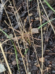 Claytonia exigua