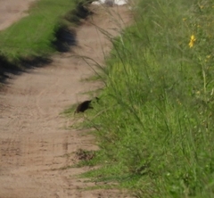 Cavia