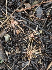 Claytonia exigua