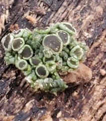 Hyperphyscia syncolla