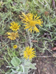 Heterotheca grandiflora
