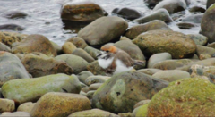 Charadrius falklandicus