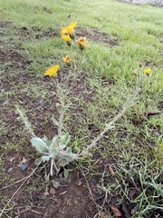 Heterotheca grandiflora