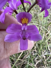 Calopogon barbatus