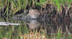 Gallinago magellanica