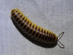 Rhysodesmus texicolens