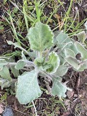 Heterotheca grandiflora