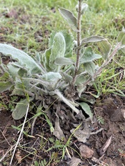 Heterotheca grandiflora