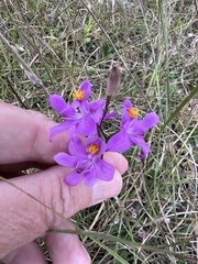 Calopogon barbatus