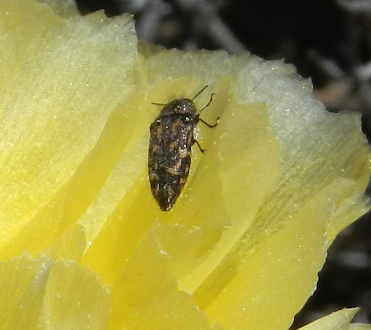 Acmaeodera acuta