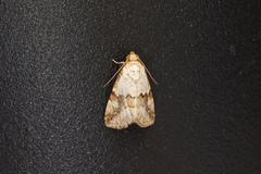 Maliattha amorpha