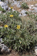 Phlomis