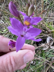 Calopogon barbatus
