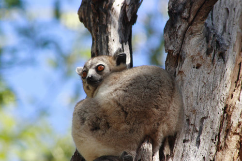 White-footed Sportive Lemur