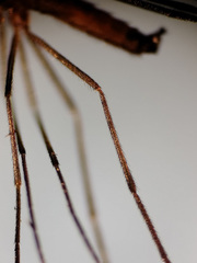 Lestremia