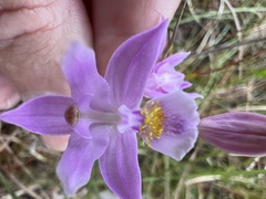Calopogon barbatus