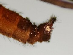 Lestremia
