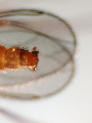 Lestremia