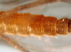 Lestremia