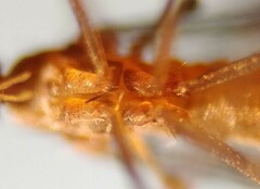 Lestremia