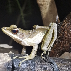 Anura