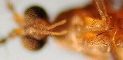 Lestremia