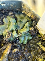 Marchantia polymorpha