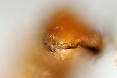 Lestremia