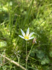Nothoscordum bivalve