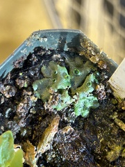Marchantia polymorpha