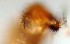 Lestremia