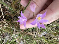Calopogon barbatus