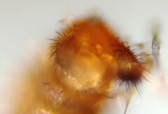 Lestremia