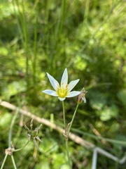 Nothoscordum bivalve