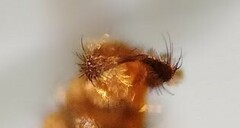 Lestremia