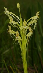 Habenaria longicauda