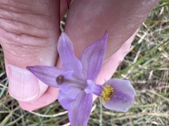 Calopogon barbatus