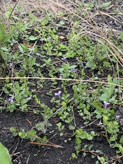 Lindernia grandiflora