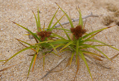 Cyperus pedunculatus