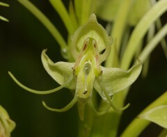 Habenaria longicauda