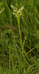 Habenaria longicauda