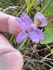 Calopogon barbatus