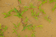 Thuarea involuta