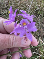 Calopogon barbatus
