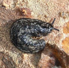 Philomycus carolinianus