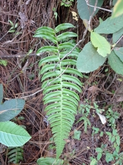 Blechnum occidentale