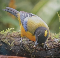 Anisognathus notabilis