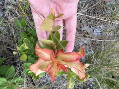 Exobasidium ferrugineae