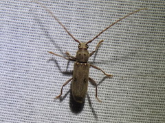Eburia mutica