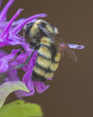 Bombus bifarius